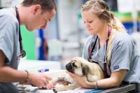Brisbane Veterinary Emergency & Critical Care Services image 4